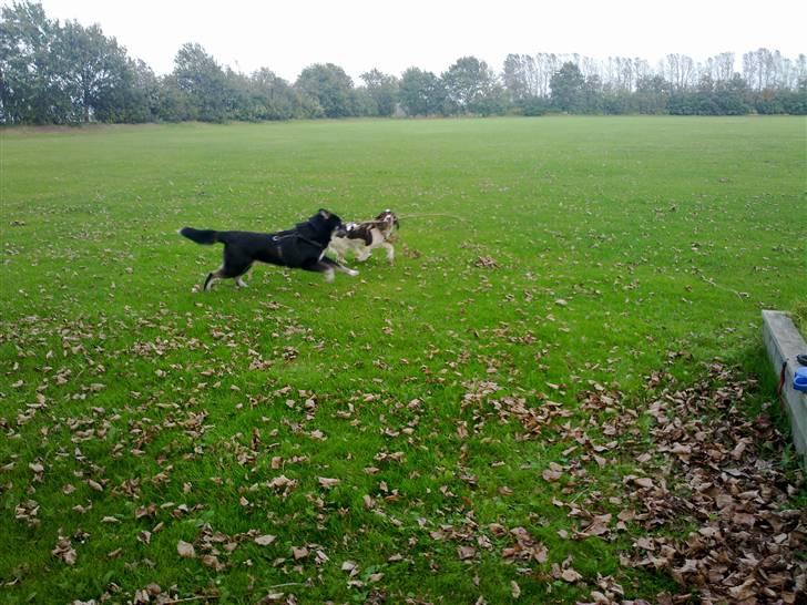 Engelsk springer spaniel Kiara R.I.P  himmelhund  - du kan ikke fange mig ha ha ha  billede 15