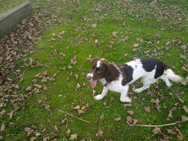 Engelsk springer spaniel Kiara R.I.P  himmelhund  - Ihh hvor er det skønt at komme ud og røre sig  billede 16