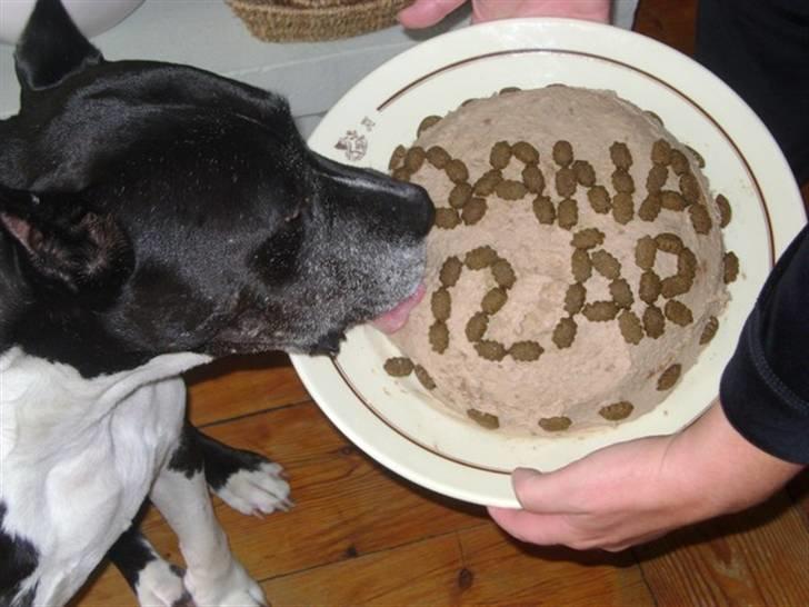 Amerikansk staffordshire terrier Royal Court WR DoubleTake billede 9