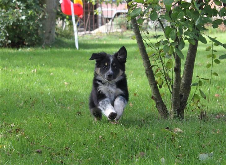 Border collie kep Guldenland - 8 uger gammel billede 1