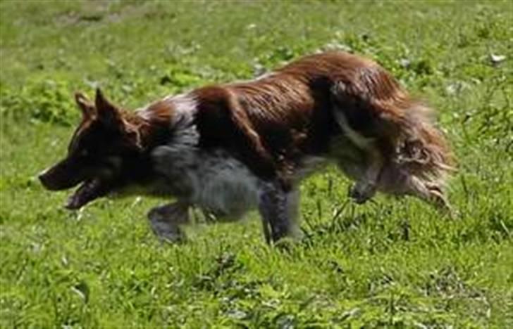 Border collie kep Guldenland - Far: Trust your heart around the world (Aslan) billede 3