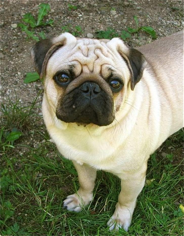 Mops Moses billede 1