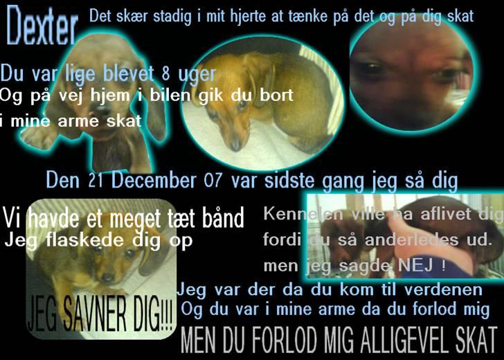 Blanding af racer Dexter himmelhunden billede 1