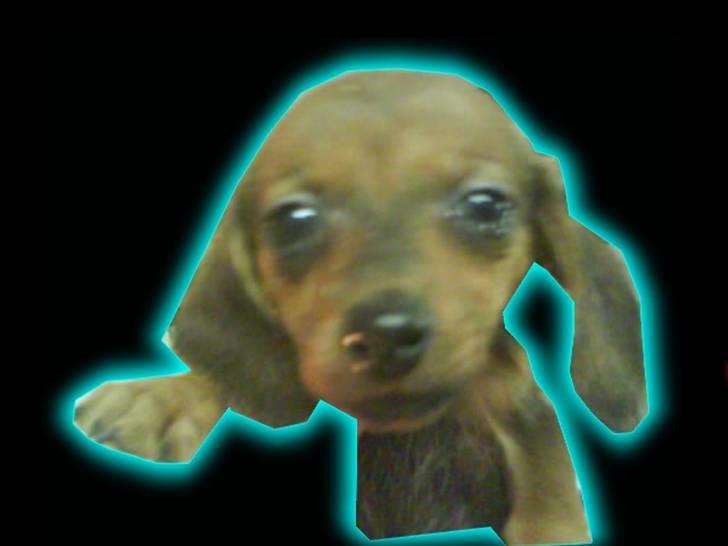 Blanding af racer Dexter himmelhunden billede 2