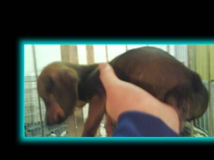 Blanding af racer Dexter himmelhunden billede 4