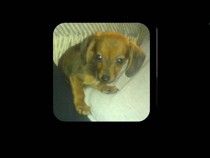 Blanding af racer Dexter himmelhunden billede 5