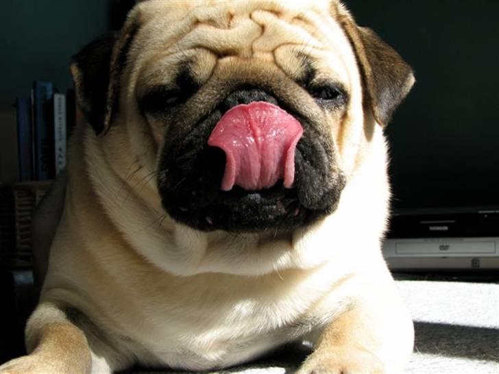 Mops Moses - Slikker lige snuden :b billede 2