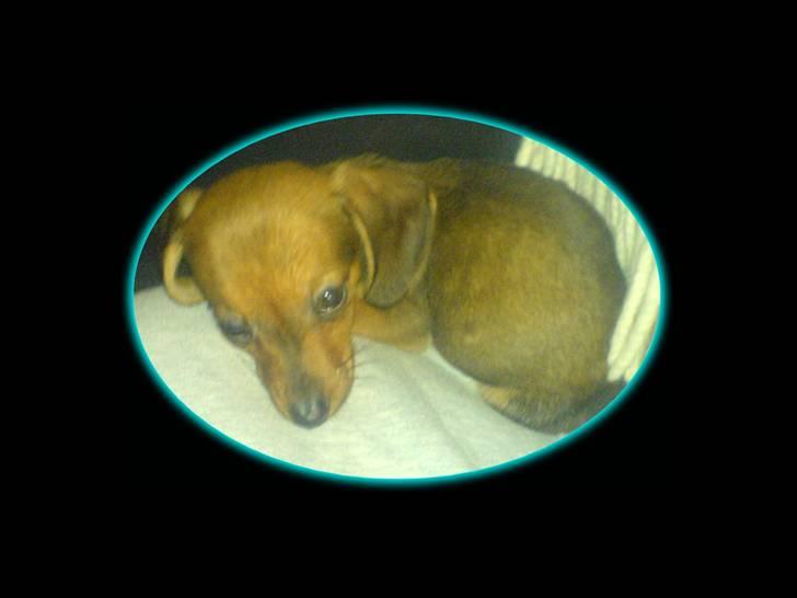 Blanding af racer Dexter himmelhunden billede 6