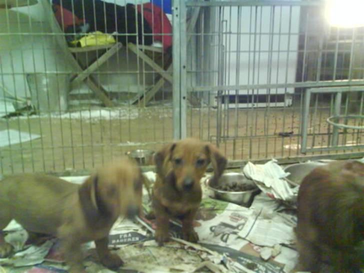 Blanding af racer Dexter himmelhunden billede 7