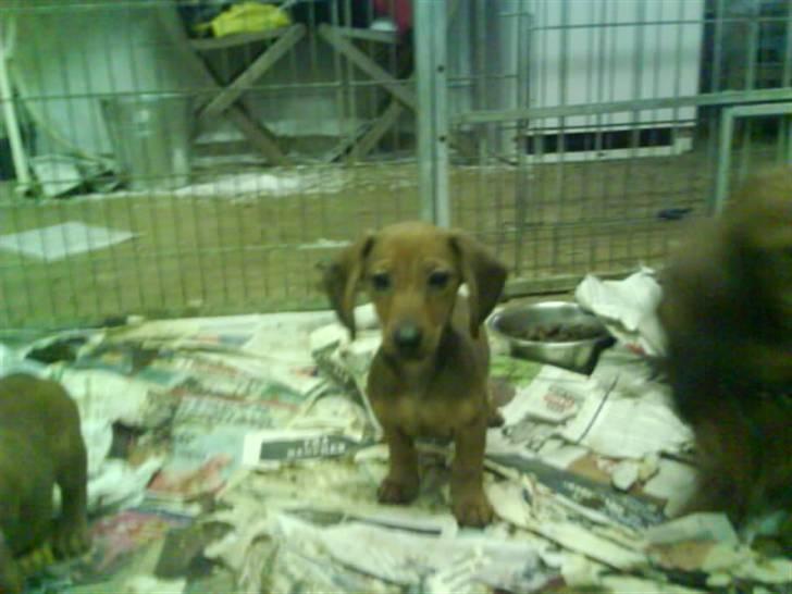 Blanding af racer Dexter himmelhunden billede 8