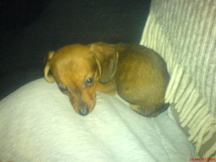 Blanding af racer Dexter himmelhunden billede 9