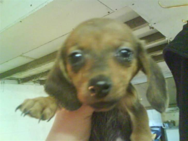 Blanding af racer Dexter himmelhunden billede 10