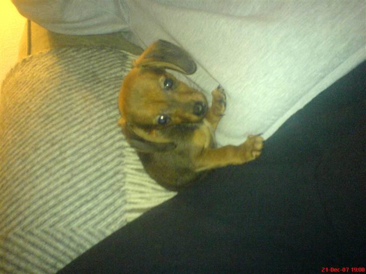 Blanding af racer Dexter himmelhunden billede 11