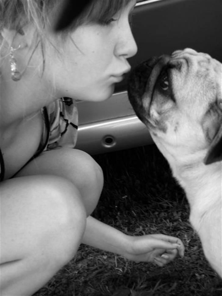 Mops Moses - Jeg/mor får kys :D billede 3