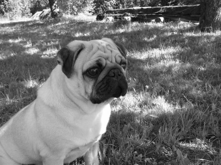 Mops Moses billede 4