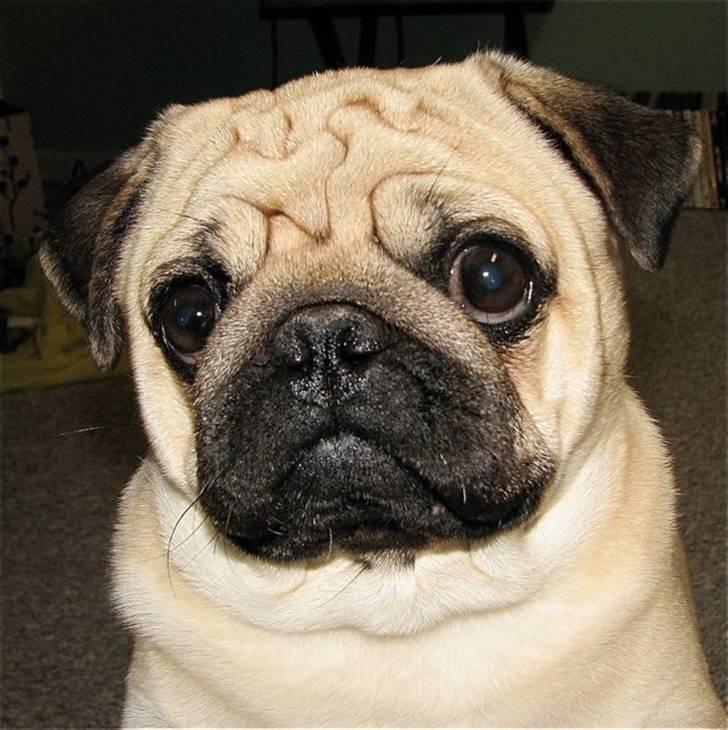 Mops Moses billede 5