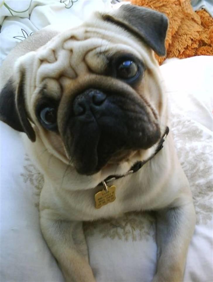 Mops Moses - forvirret :) billede 6