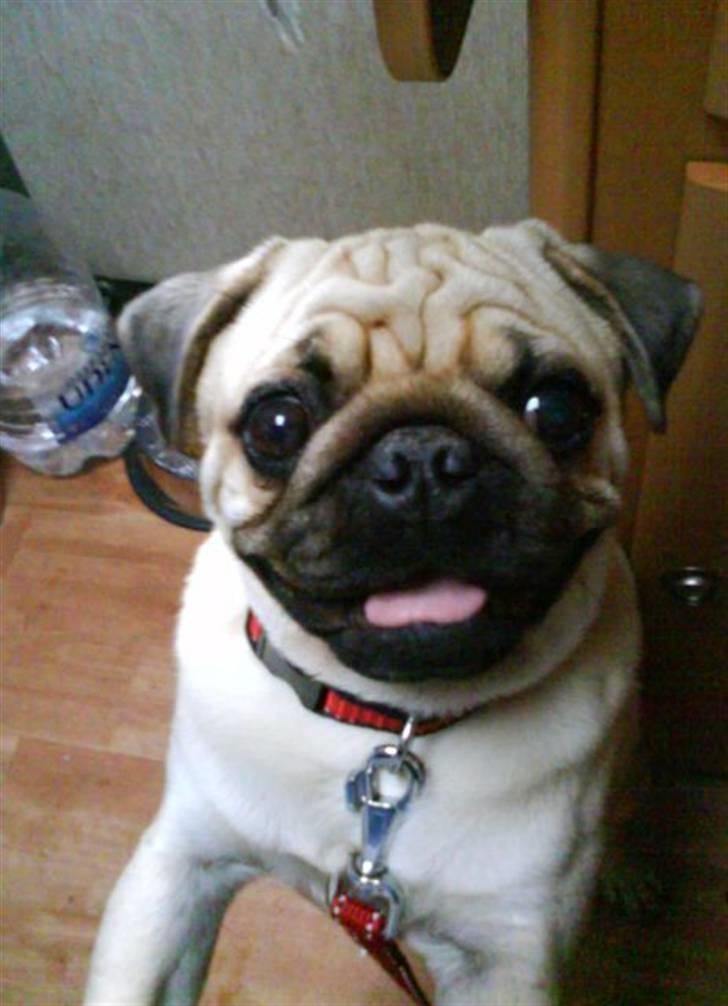 Mops Moses billede 7