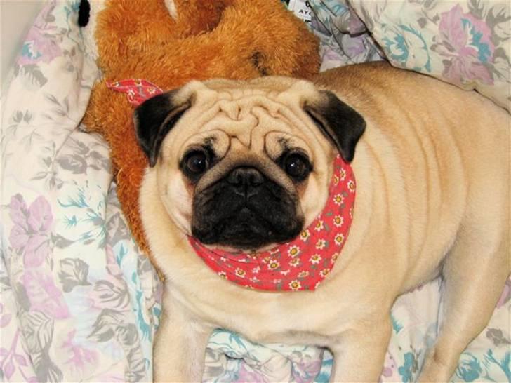 Mops Moses billede 8