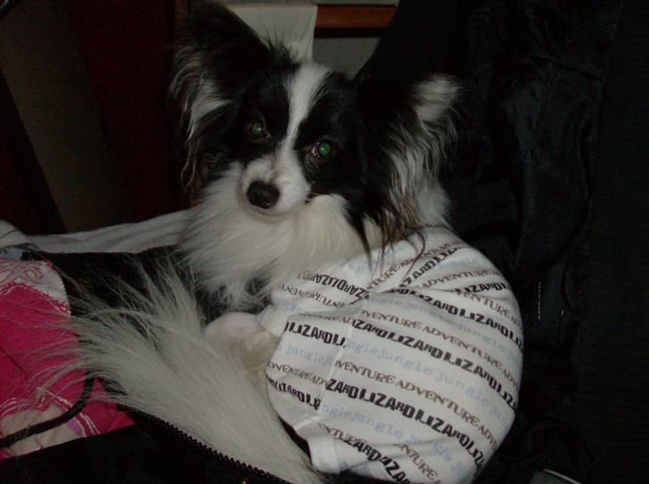 Papillon Gilbert - Moar, Ser jeg ikke bare kær ud:) billede 13