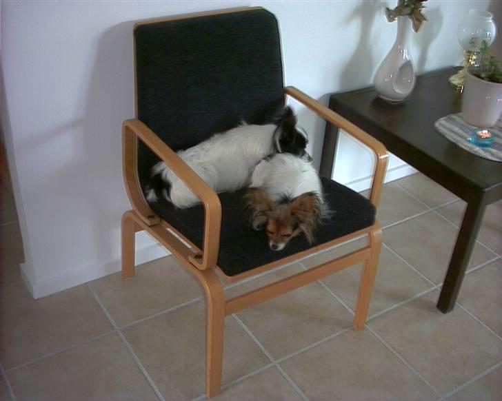 Papillon Gilbert - Her ligger jeg og sover sammen med Freja, håber du har det godt Freja:) billede 14