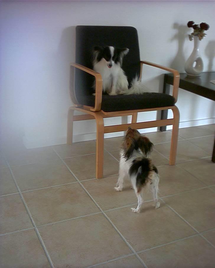 Papillon Gilbert - Freja var faldet ned af stolen, også ville hun op til Gilbert igen billede 15