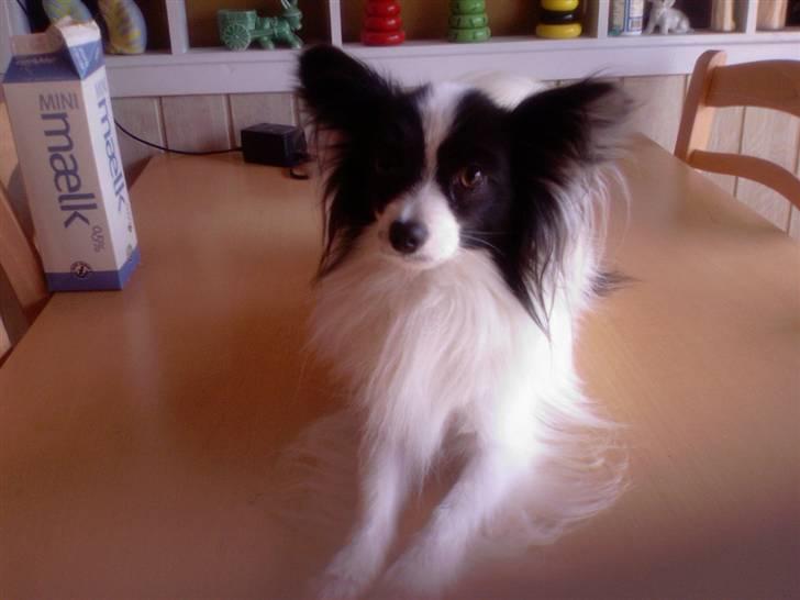 Papillon Gilbert - Moar, er du sikker på at jeg gerne må ligge her oppe? billede 17