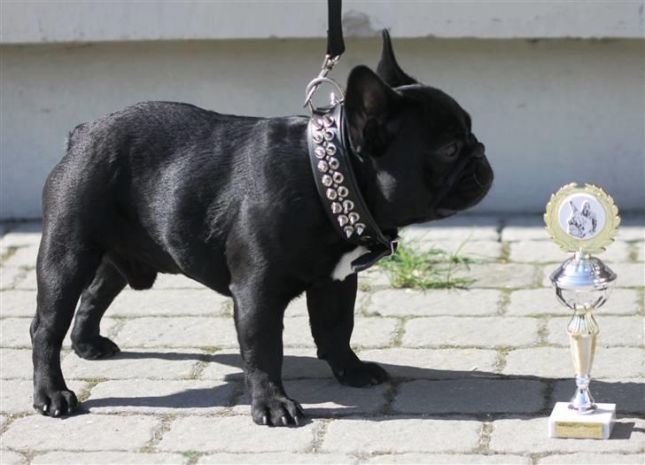 Fransk bulldog Diesel House Taddy billede 1