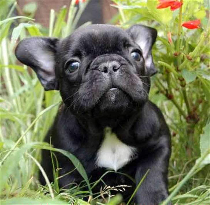 Fransk bulldog Diesel House Taddy billede 2