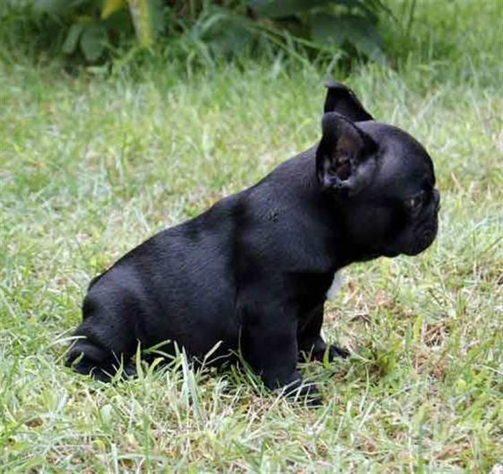 Fransk bulldog Diesel House Taddy billede 3