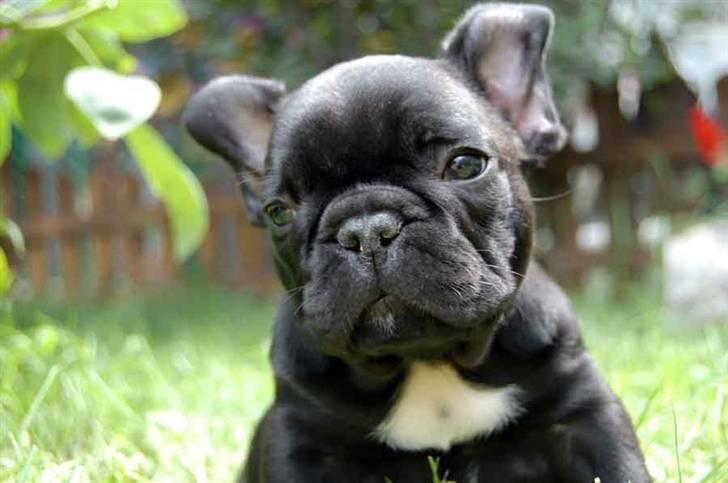 Fransk bulldog Diesel House Taddy billede 4