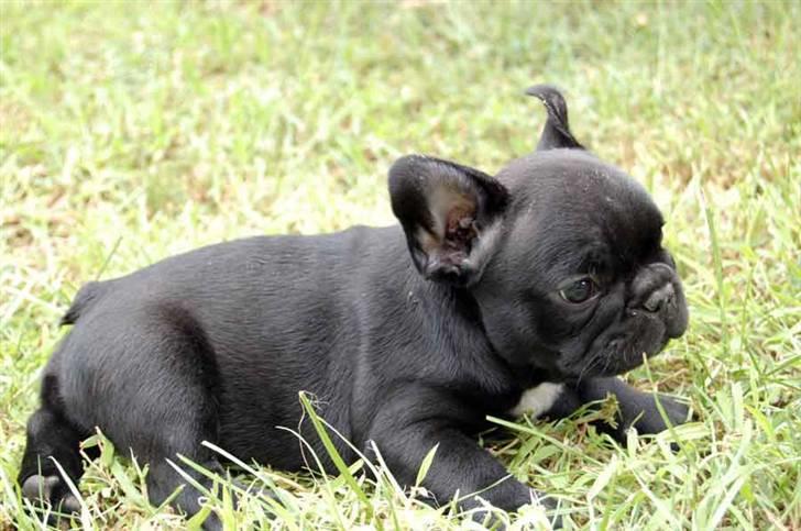 Fransk bulldog Diesel House Taddy billede 5