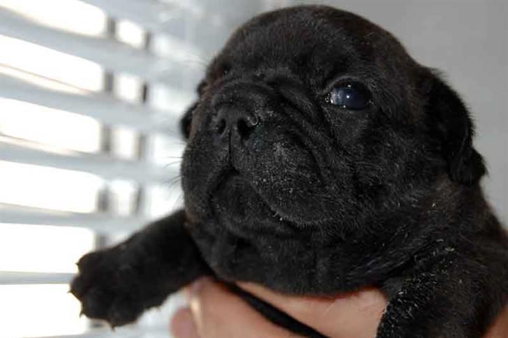 Fransk bulldog Diesel House Taddy billede 6