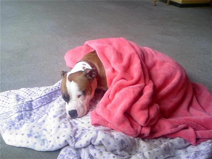 Amerikansk staffordshire terrier ~Alina~ *Himmelhund* billede 19