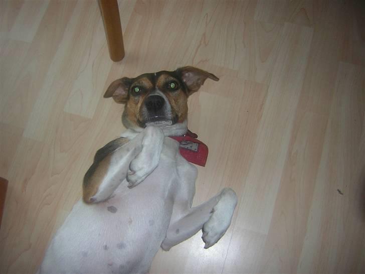 Dansk svensk gaardhund Molly billede 15