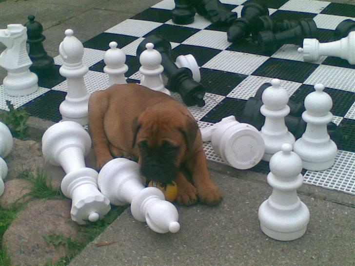 Bullmastiff Hot like Chili - min far siger at det er godt for mig at bruge hovedet... så her slår jeg ham i skak billede 8