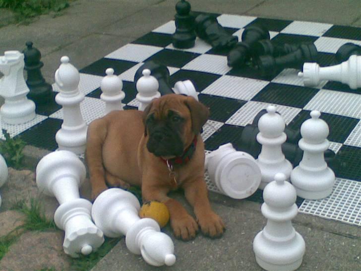 Bullmastiff Hot like Chili - mere skak.... han er sgu for nem at gøre skakmat billede 9