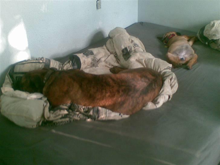 Bullmastiff Hot like Chili - afslapning med min plejemor billede 10