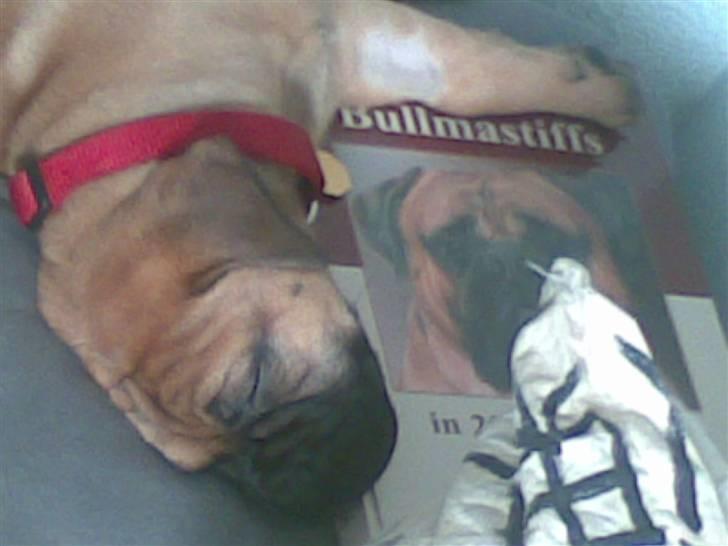 Bullmastiff Hot like Chili - slægtsforskning bruger jeg meget tid med.... men man bliver også lidt træt billede 11