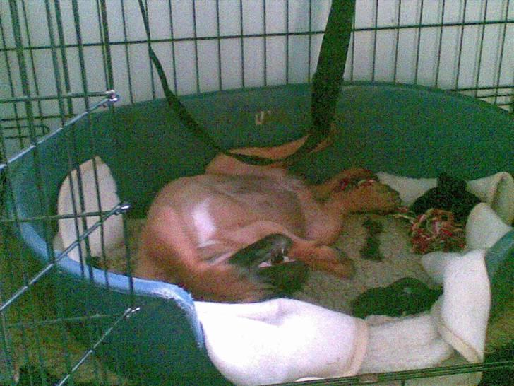 Bullmastiff Hot like Chili - Tivoli buret.... både til sjov og søvn.... billede 12