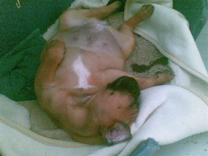 Bullmastiff Hot like Chili - som ejer så hund.... billede 13