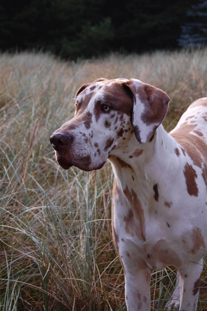 Grand danois Victor Himmelhund :-( (marts 2014) - 4. september 2009 billede 11