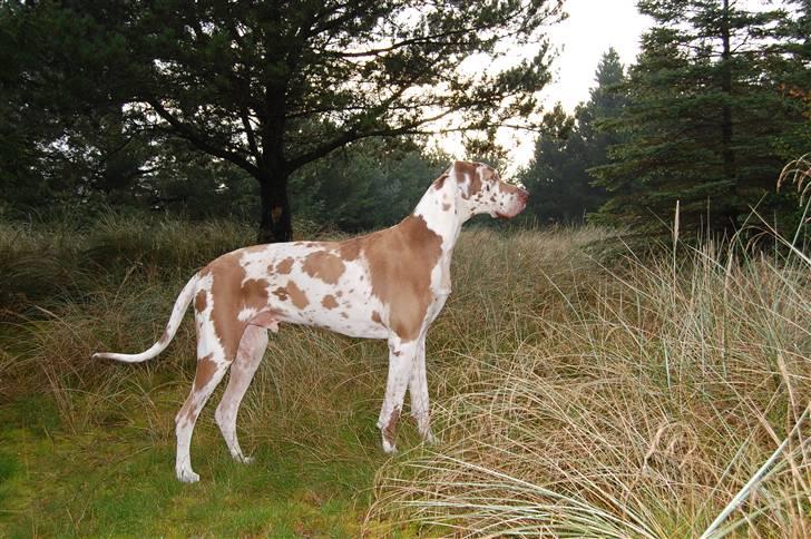 Grand danois Victor Himmelhund :-( (marts 2014) billede 12