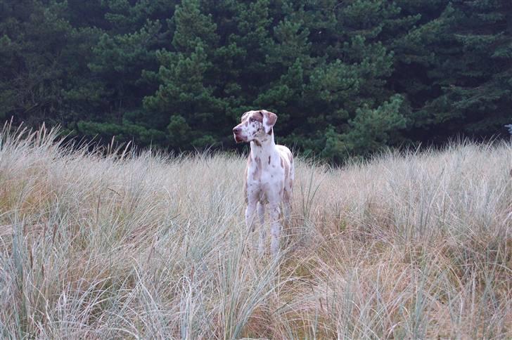 Grand danois Victor Himmelhund :-( (marts 2014) billede 13