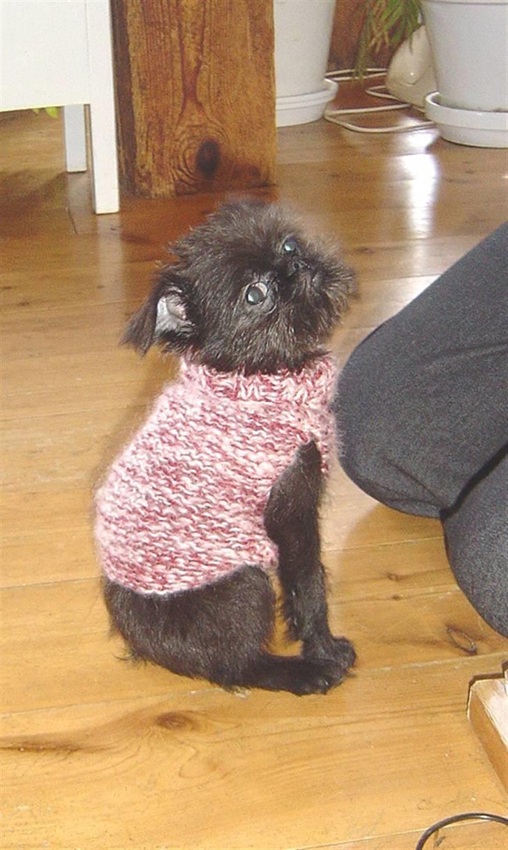 Griffon belge Molly billede 11
