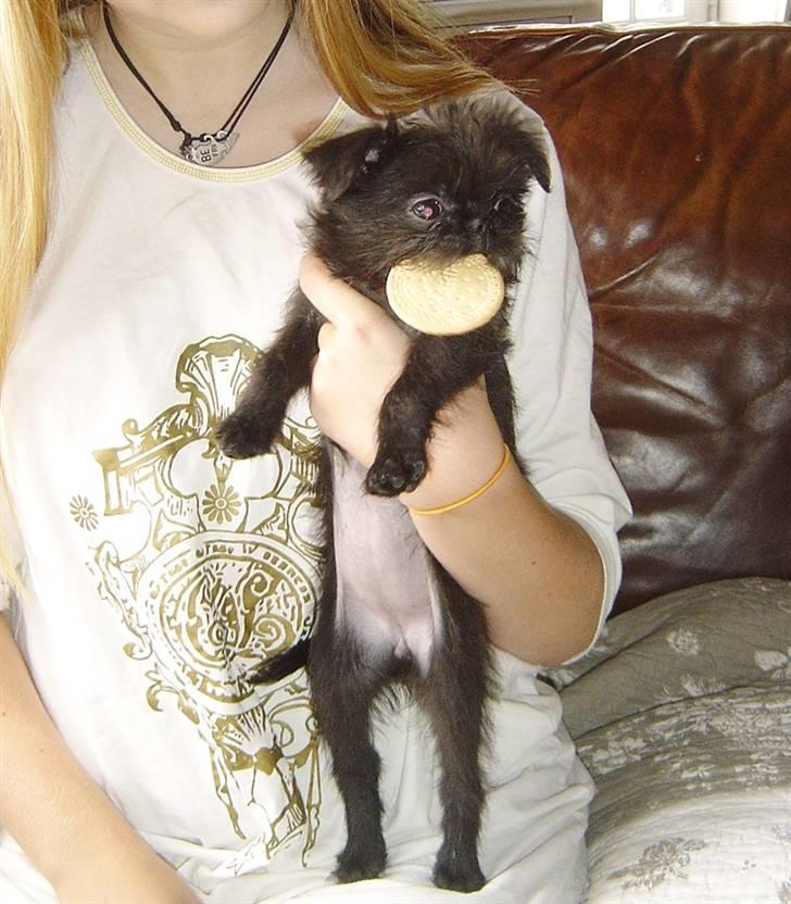 Griffon belge Molly billede 13
