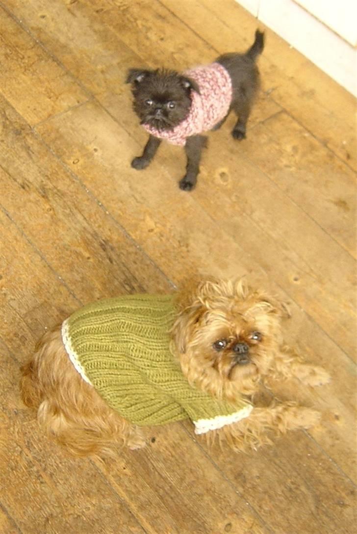 Griffon bruxellois Rosa - Åh nej...så blev Molly også tvunget til sådan en rædsel  !!! billede 16