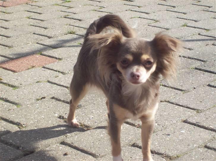 Chihuahua sns bolette nyby's Beta billede 8