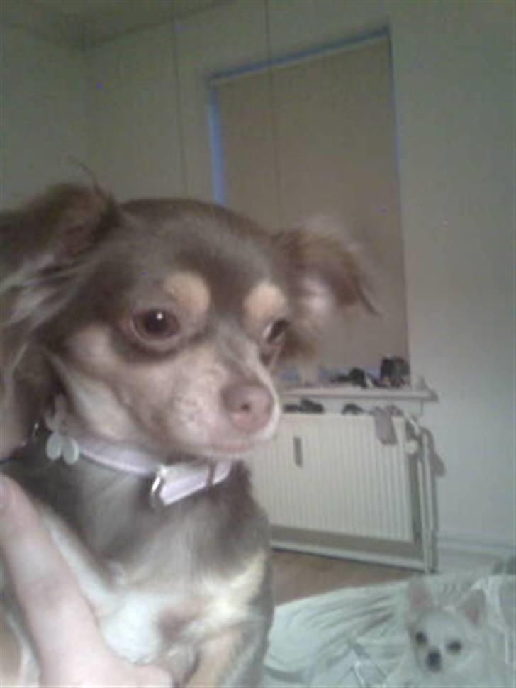 Chihuahua sns bolette nyby's Beta billede 9