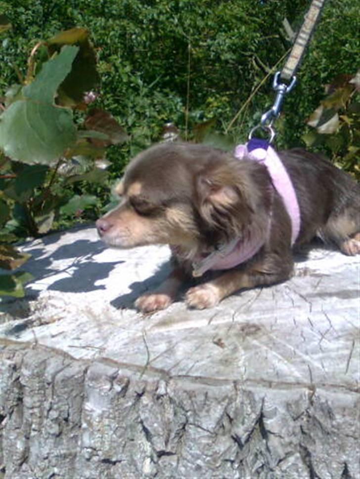 Chihuahua sns bolette nyby's Beta billede 10